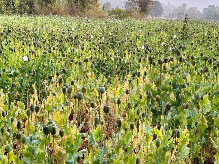 दुर्ग में कार्रवाई के बाद बलरामपुर में भी अफीम की खेती पकड़ी गई, पुलिस जांच में झारखंड कनेक्शन आया सामने