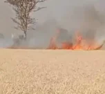 Durg Wheat Crop Fire News