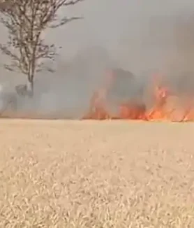Durg Wheat Crop Fire News