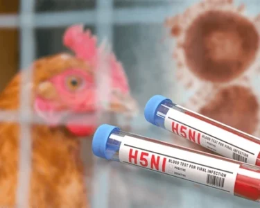 Raigarh Bird Flu Alert