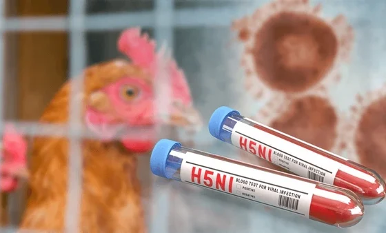 Raigarh Bird Flu Alert