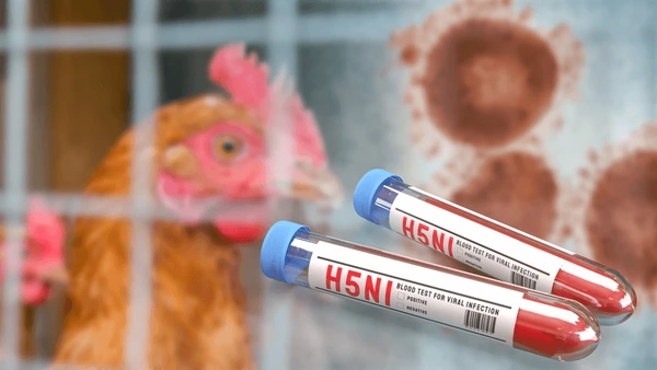 बिलासपुर में बर्ड फ्लू की पुष्टि के बाद रायगढ़ में अलर्ट, प्रशासन ने बढ़ाई सतर्कता, पोल्ट्री फार्म और मुर्गी दुकानों पर कड़ी निगरानी