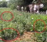 Raigarh Opium Farming News
