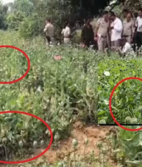 Raigarh Opium Farming News