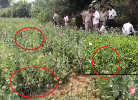 Raigarh Opium Farming News