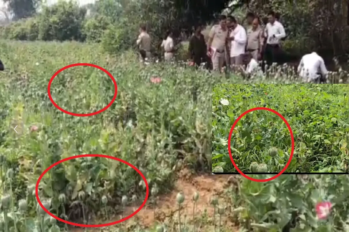 रायगढ़ में मिली अफीम की खेती, झारखंड का शख्स हिरासत में, 15 दिन में चौथा मामला; भूपेश बोले- BJP सरकार के सरंक्षण में खेती जारी