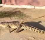 Ratanpur Talab Crocodile Rescue