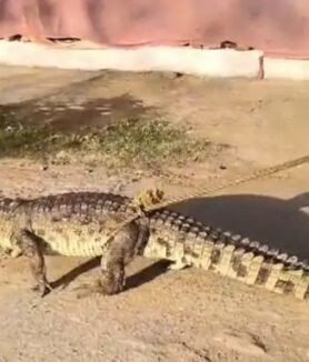 Ratanpur Talab Crocodile Rescue