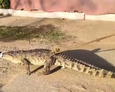 Ratanpur Talab Crocodile Rescue