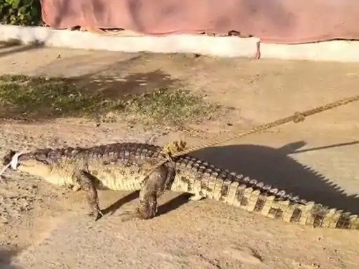 Ratanpur Talab Crocodile Rescue