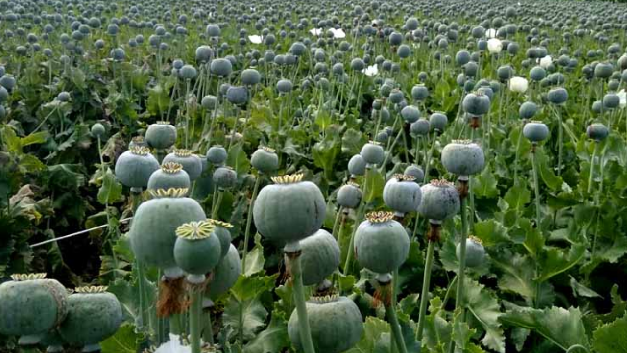 Afeem Ki Kheti: ड्रोन सर्वे से बड़ी सफलता: जिला प्रशासन ने अवैध अफीम खेती का किया भंडाफोड़, दोनों आरोपी हिरासत में, कड़ी पूछताछ और कार्रवाई जारी