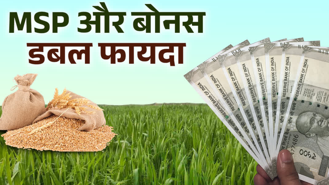 MP में गेहूं खरीदी पर ₹40 प्रति क्विंटल बोनस, उड़द पर ₹600 प्रोत्साहन: CM मोहन यादव की घोषणा; पंजीयन की तारीख 10 मार्च तक बढ़ी