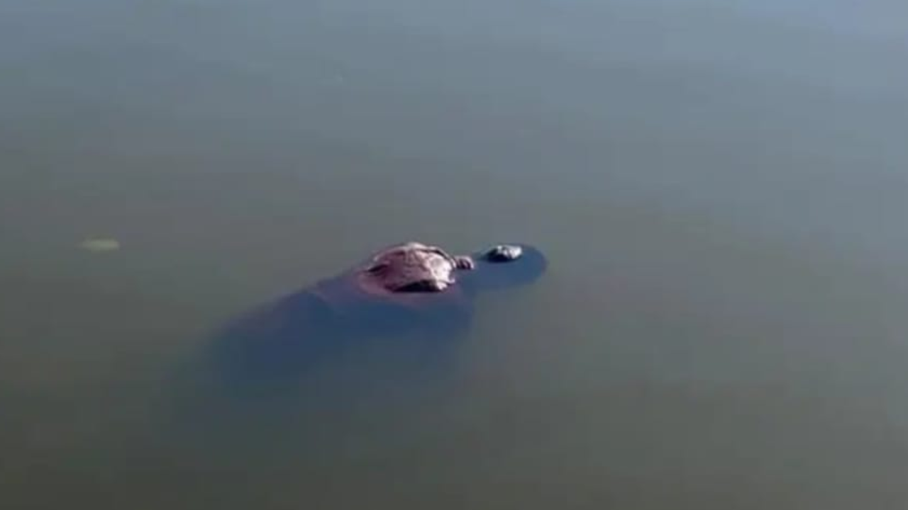 Chhattisgarh News: पाटन के राखी गांव के बड़े तालाब में मिली व्यक्ति की लाश, क्षेत्र में फैली सनसनी