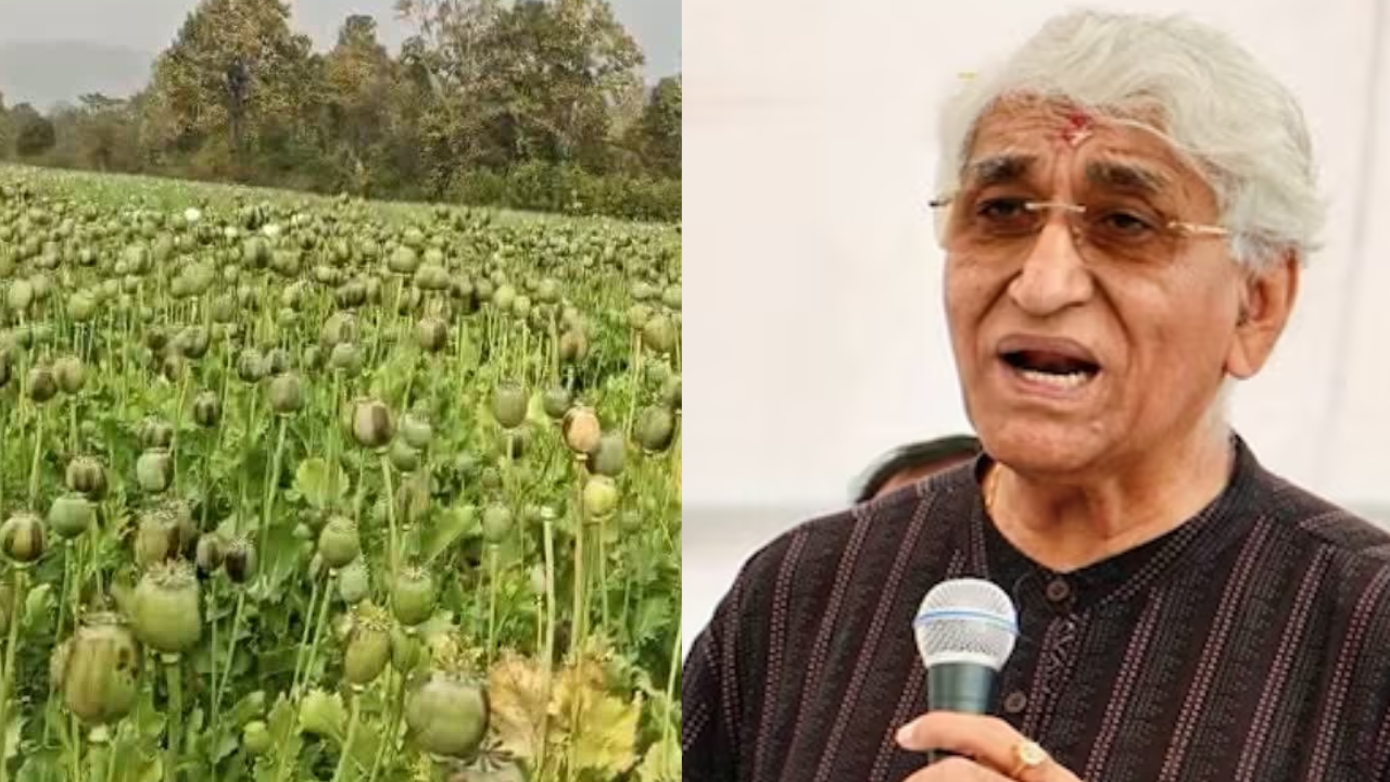 छत्तीसगढ़ में अफीम की खेती पर बवाल, कांग्रेस नेता टीएस सिंहदेव ने प्रशासन की भूमिका पर उठाए सवाल, जानें क्या कहा