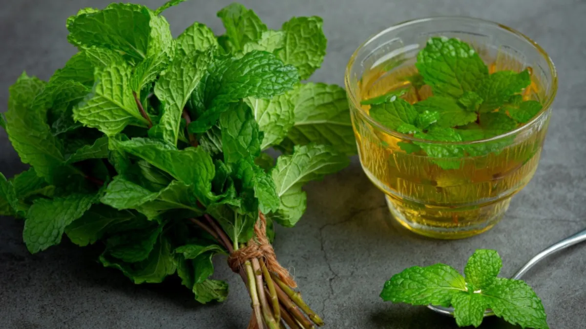 गर्मियों में पुदीने का पानी है सेहत का खजाना, गैस-ब्लोटिंग से राहत से लेकर इम्यूनिटी बढ़ाने तक कई फायदे