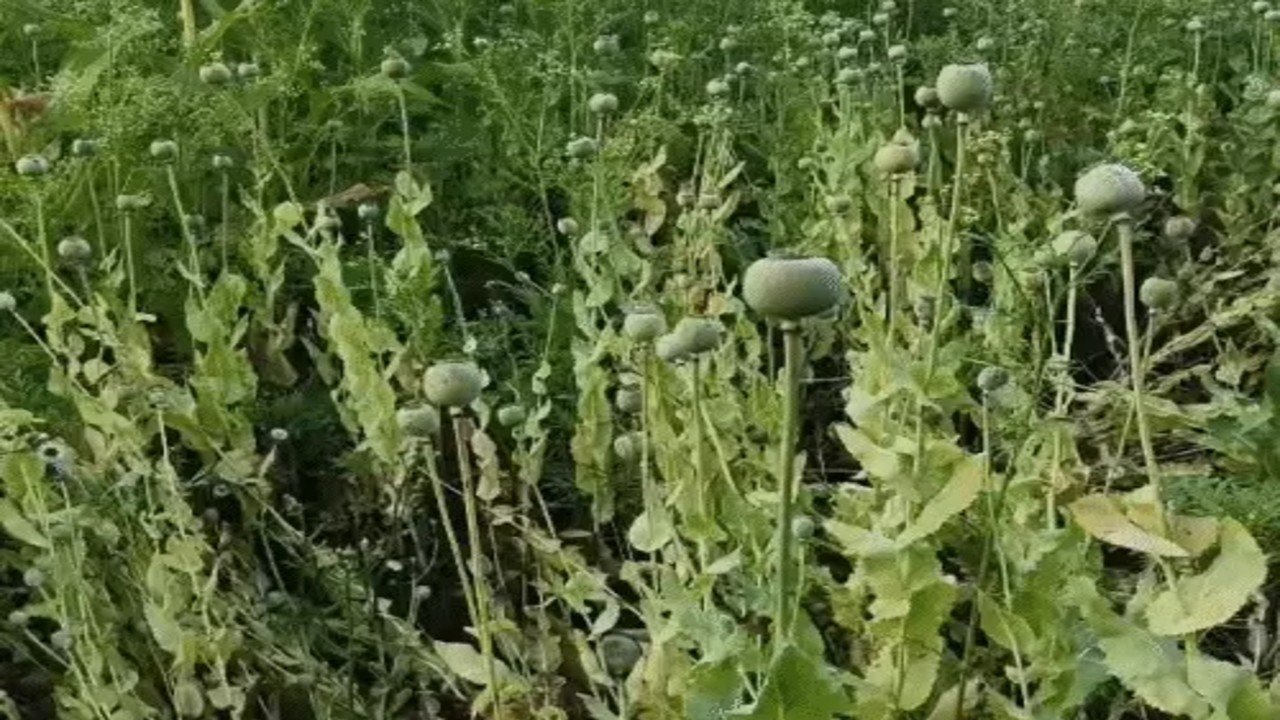 दुर्ग में मक्का की फसल की आड़ में अफीम की खेती का भंडाफोड़, डेढ़ एकड़ में अवैध फसल बरामद, भाजपा किसान मोर्चा नेता पर आरोप