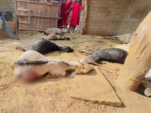 बिलासपुर में 17 बकरियों की संदिग्ध मौत, पेट फटे मिले, शरीर पर थे जख्म, पुलिस ने वन्यजीव हमले की आशंका जताई