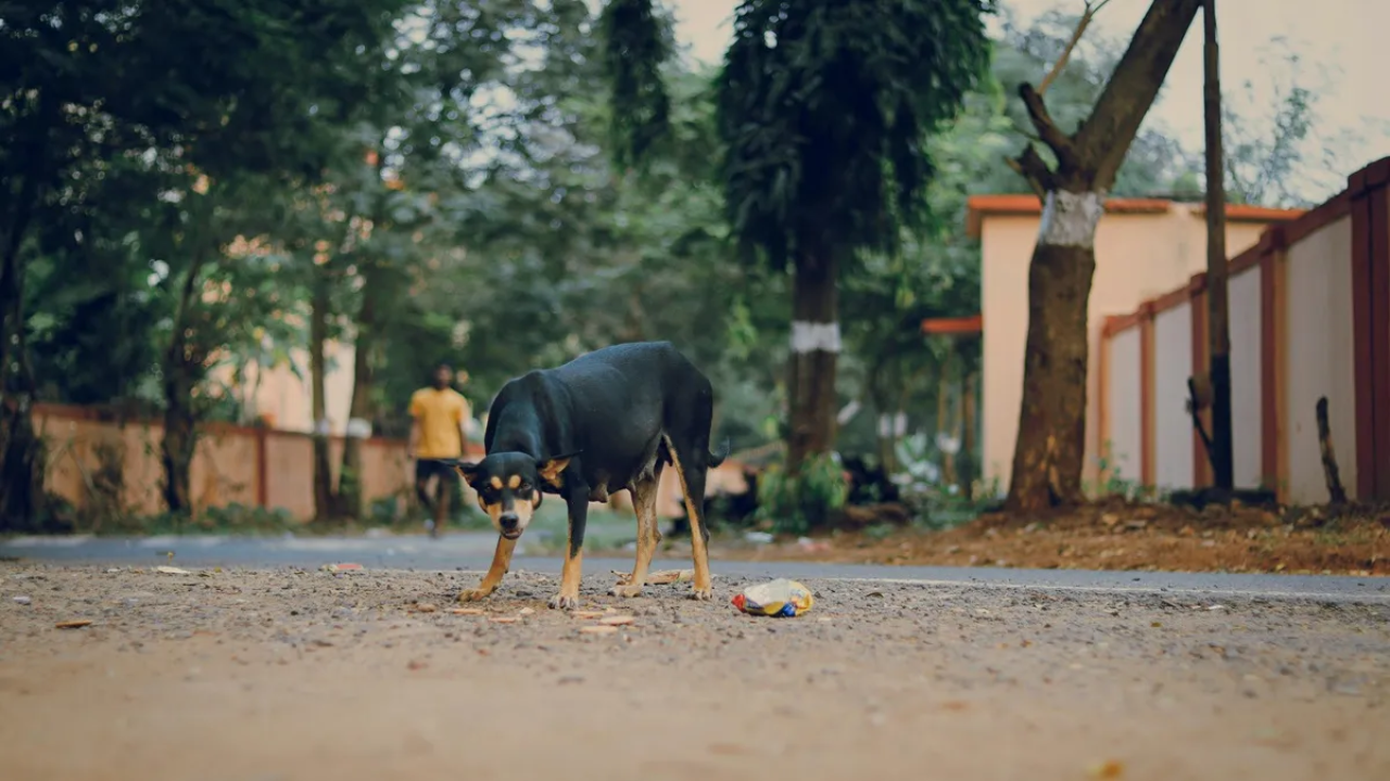 सतना में आवारा कुत्ते का आतंक: एक ही दिन में 40 लोगों को काटा, जिला अस्पताल में मचा हड़कंप