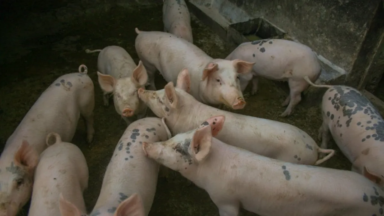 दुर्ग में अफ्रीकी स्वाइन फीवर का कहर: 450 सूअरों की मौत, 150 को देना पड़ा इंजेक्शन