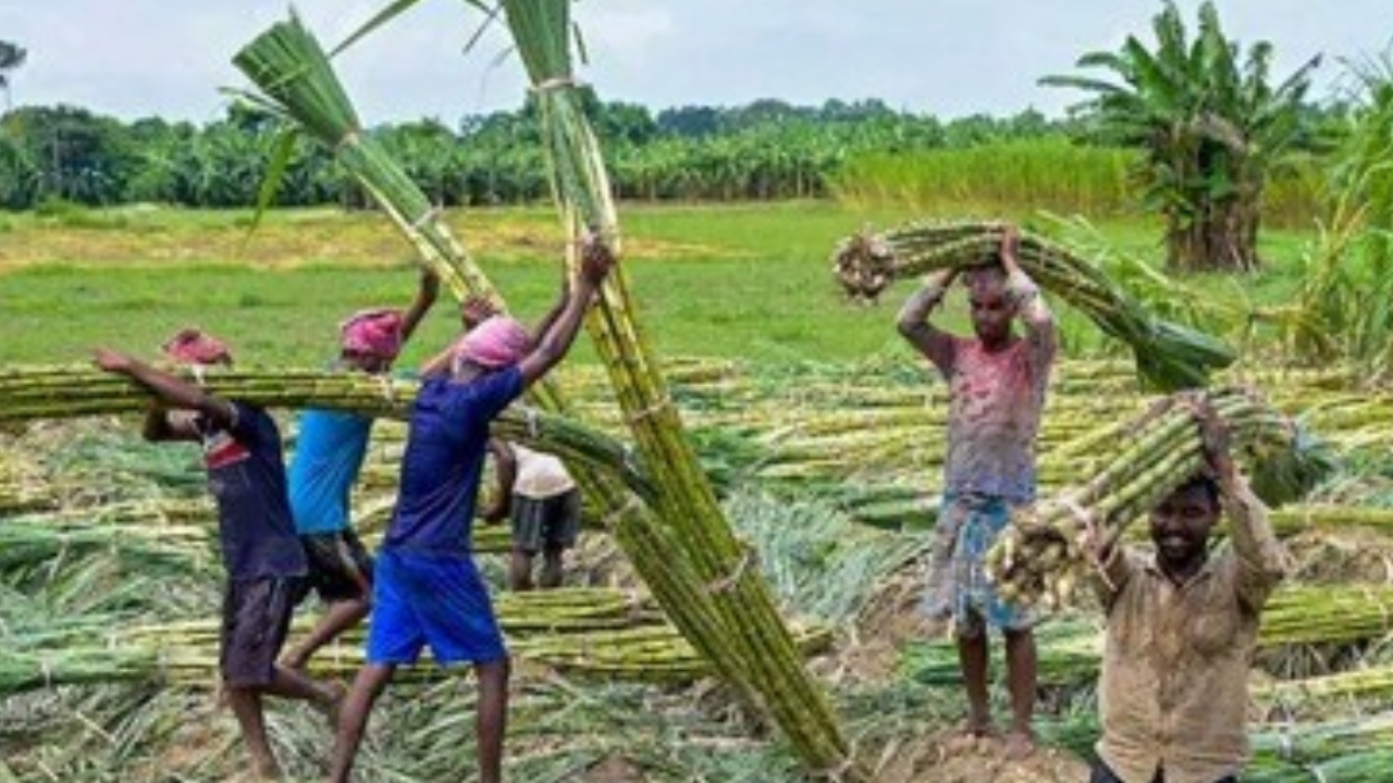 उप मुख्यमंत्री विजय शर्मा के प्रयास रंग लाए: गन्ना किसानों को 13.80 करोड़ का भुगतान, वैवाहिक सीजन में बड़ी राहत