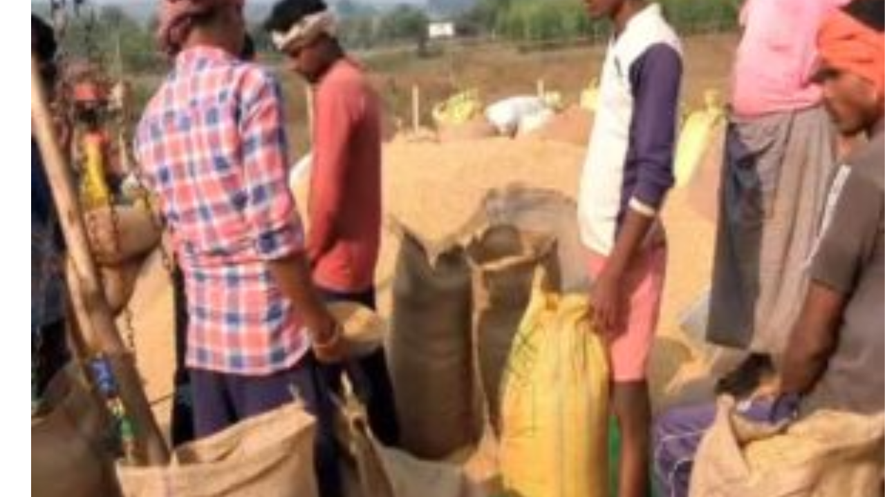 मप्र गेहूं उपार्जन: अब बड़े किसानों को भी स्लॉट बुकिंग की सुविधा, हर शनिवार जारी रहेगा खरीदी कार्य