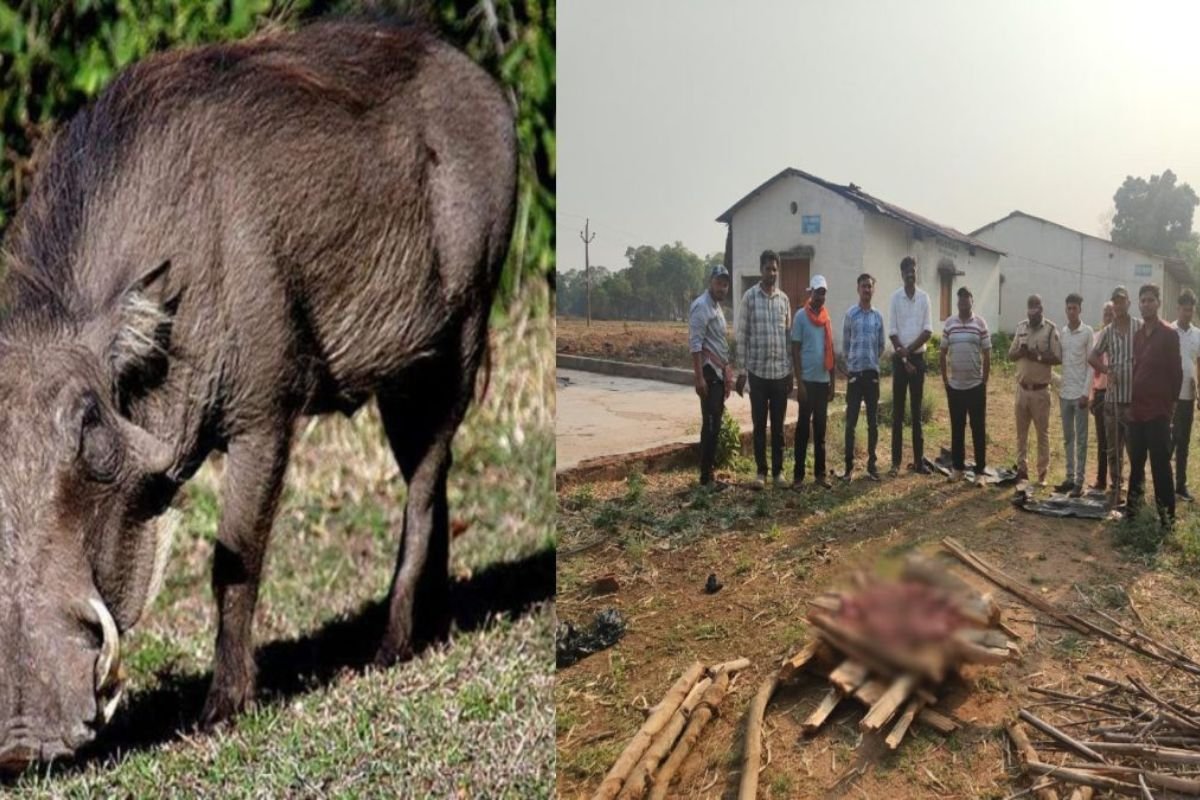 बिलासपुर में वन विभाग की बड़ी कार्रवाई: जंगली सूअर के मांस की अवैध बिक्री का भंडाफोड़, 14 किलो मांस जब्त