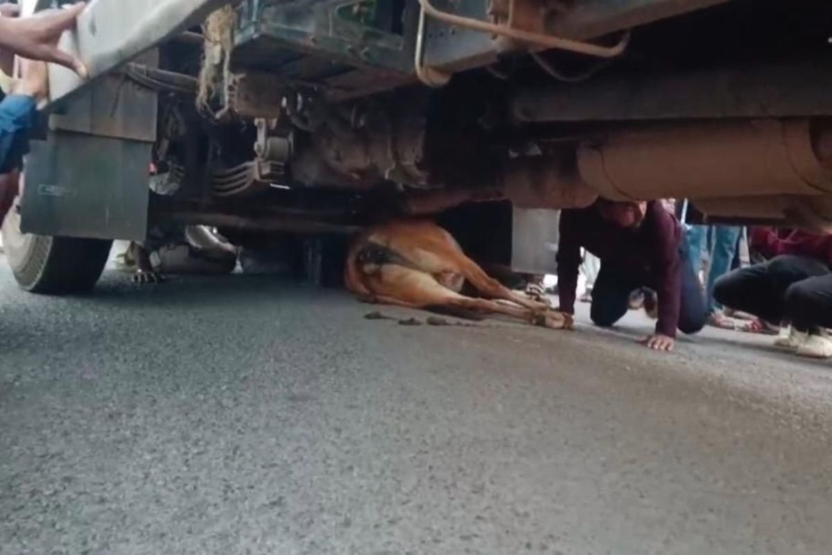 CG Accident News : शराब से भरे तेज रफ्तार ट्रक ने गाय को रौंदा, नशे में धुत चालक पर फूटा लोगों का गुस्सा