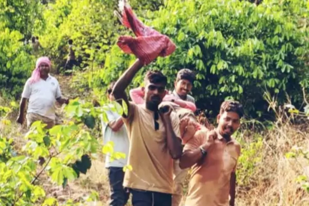 रायगढ़ की सिंघनपुर गुफा में शोध टीम पर मधुमक्खियों का हमला, वैज्ञानिक समेत 7 लोग घायल