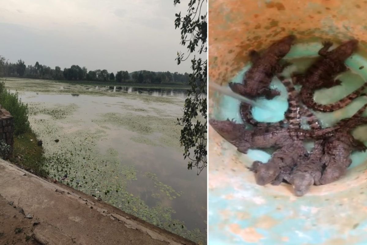 Bilaspur News:रतनपुर के बिकमा तालाब किनारे दिखे मगरमच्छ के शावक, खूंटाघाट डैम में छोड़ा गया