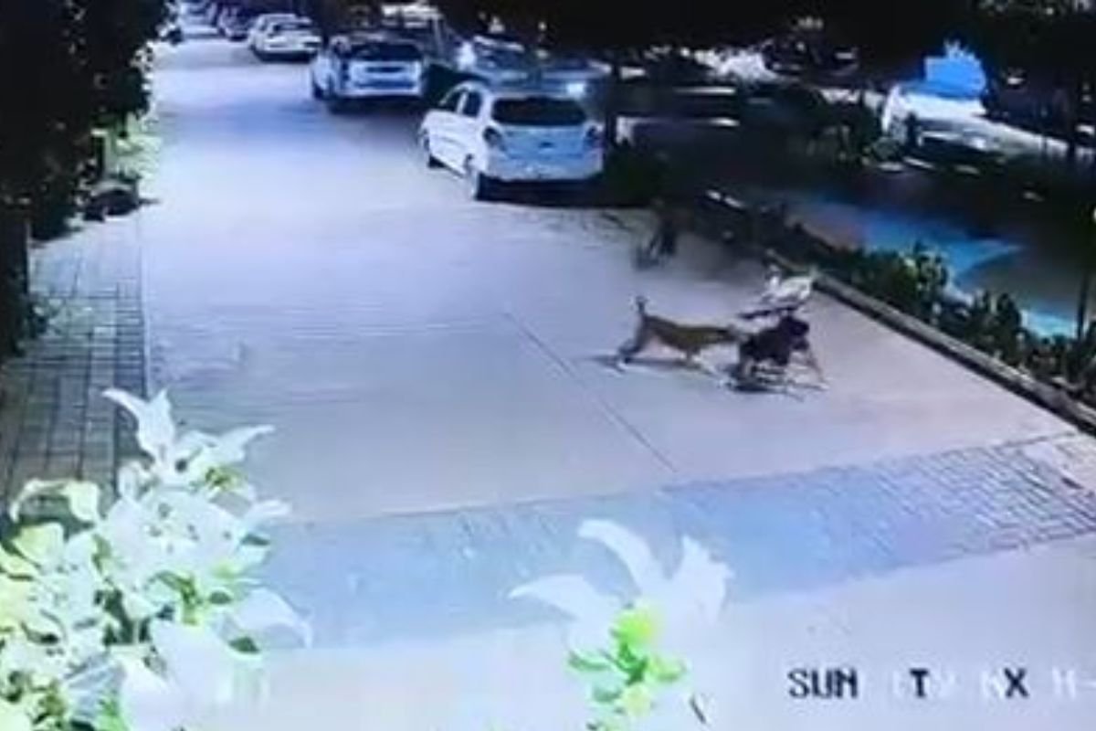 Rajnandgaon News:खेलते बच्चे को कुत्तों ने घेरकर नोचा, युवक ने बचाई जान; कॉलोनी में दहशत