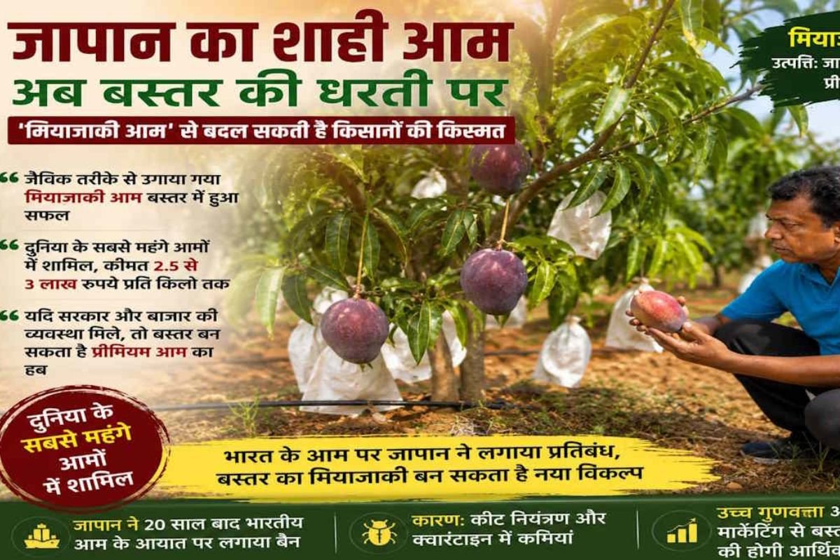 बस्तर में फलने लगा दुनिया का सबसे महंगा मियाज़ाकी आम, किसानों के लिए खुल सकते हैं करोड़ों की कमाई के रास्ते