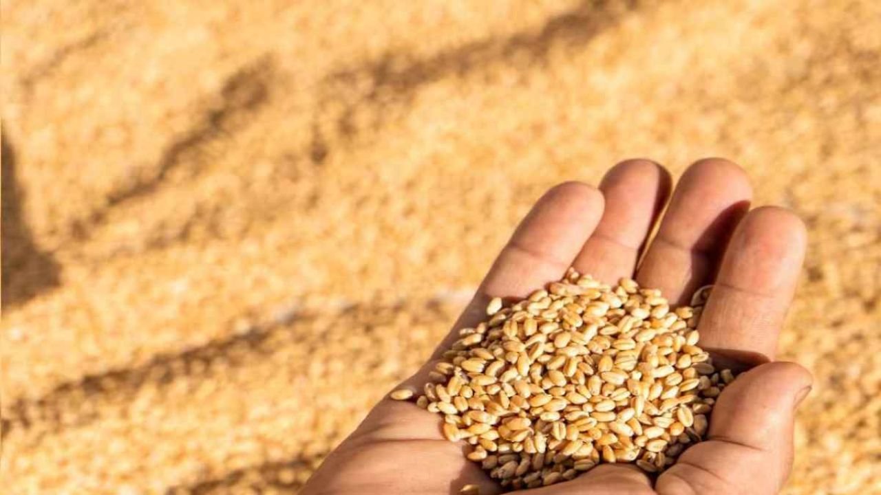 MP Wheat Scam: मध्य प्रदेश में करोड़ों का गेहूं घोटाला! फर्जी किसानों के नाम पर हुई खरीदी, 19 समितियों पर केस दर्ज