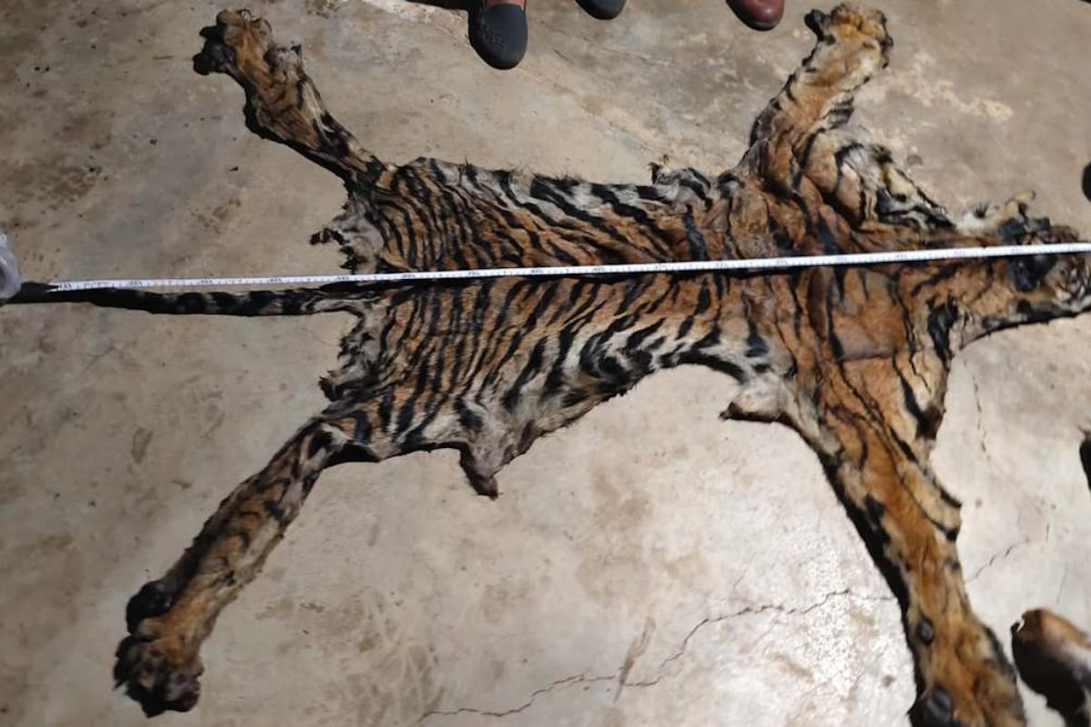 CG Wildlife Crime: ऑपरेशन ‘सेफ पैसेज’ की बड़ी सफलता, बाघों की खाल और पैंगोलिन शल्क बरामद