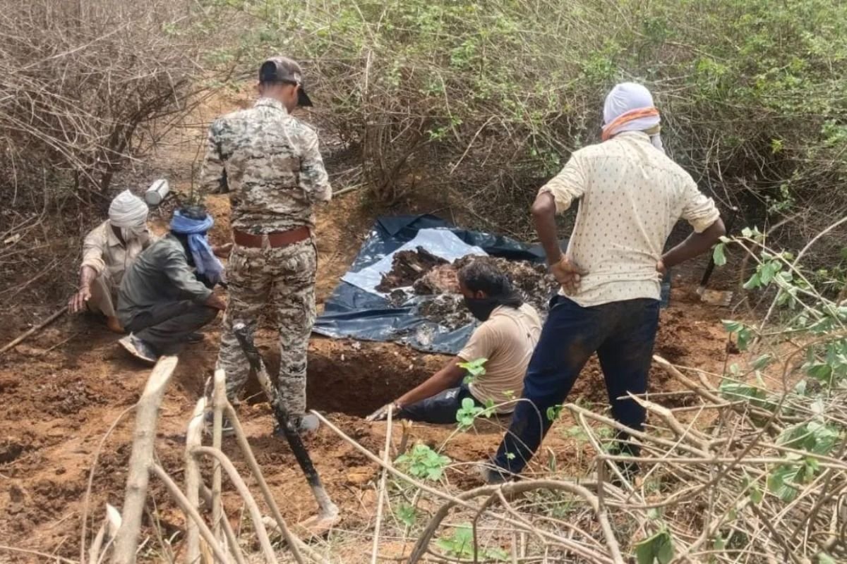 Satna Tiger Death: जंगली सुअर के शिकार के लिए लगाए करंट ने ली बाघ की जान, चौकीदार के खुलासे से खुला राज
