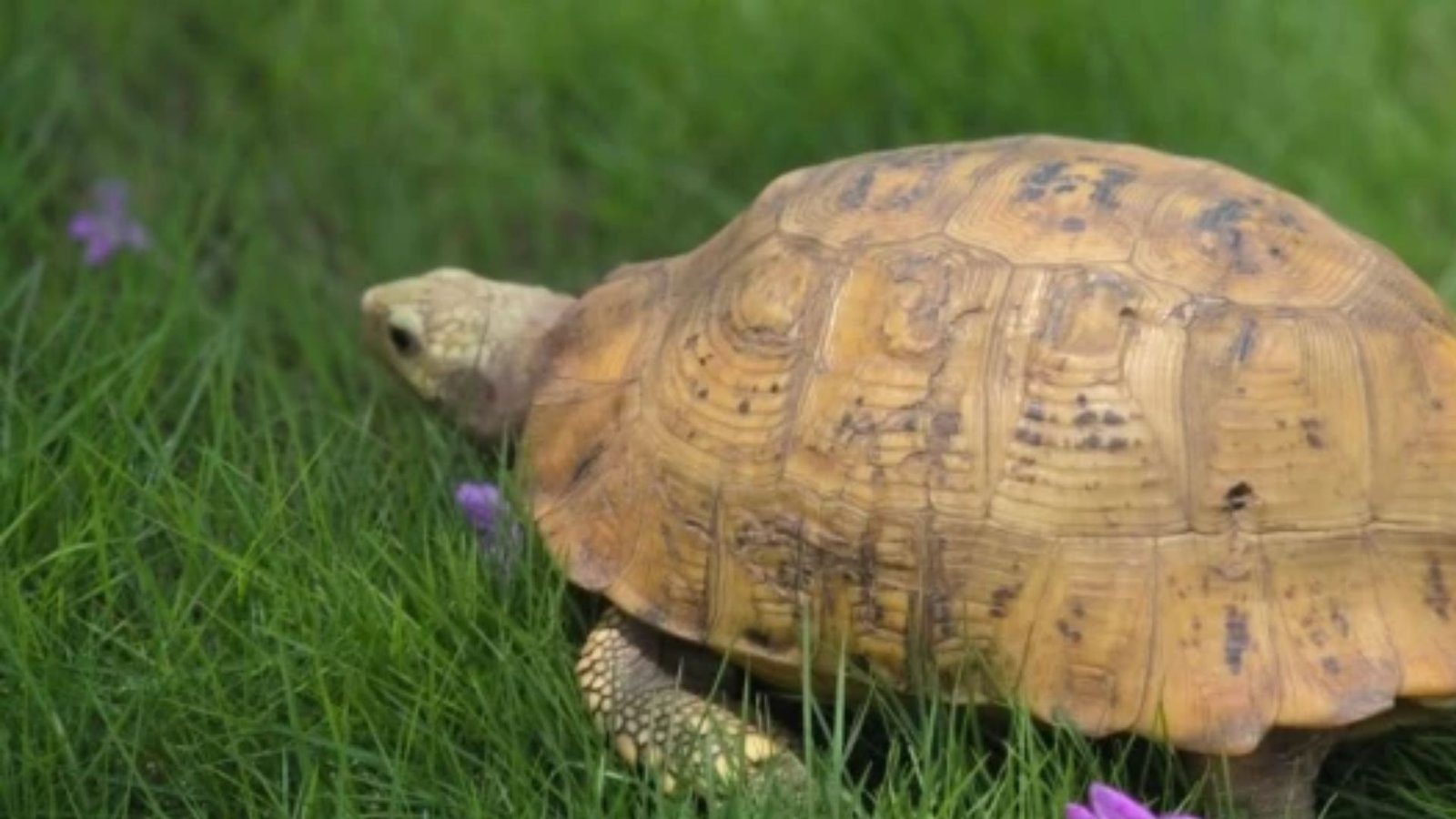 Golden Greek Tortoise: विदेशी प्रजाति का गोल्डन ग्रीक कछुआ छत्तीसगढ़ में मिलने से बढ़ी उत्सुकता, आप भी देखें तस्वीर