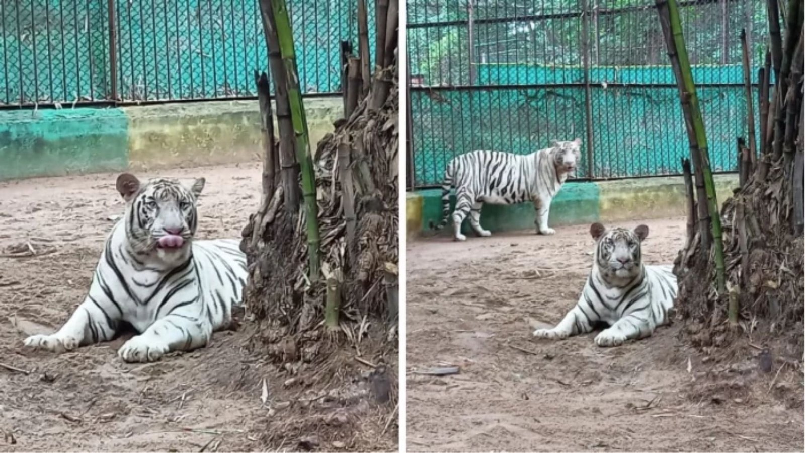 Bhilai News : International Tiger Day पर खास: भिलाई के मैत्री बाग ने देश को दिए 13 व्हाइट टाइगर, कोविड के बाद फिर बढ़ेगा कुनबा