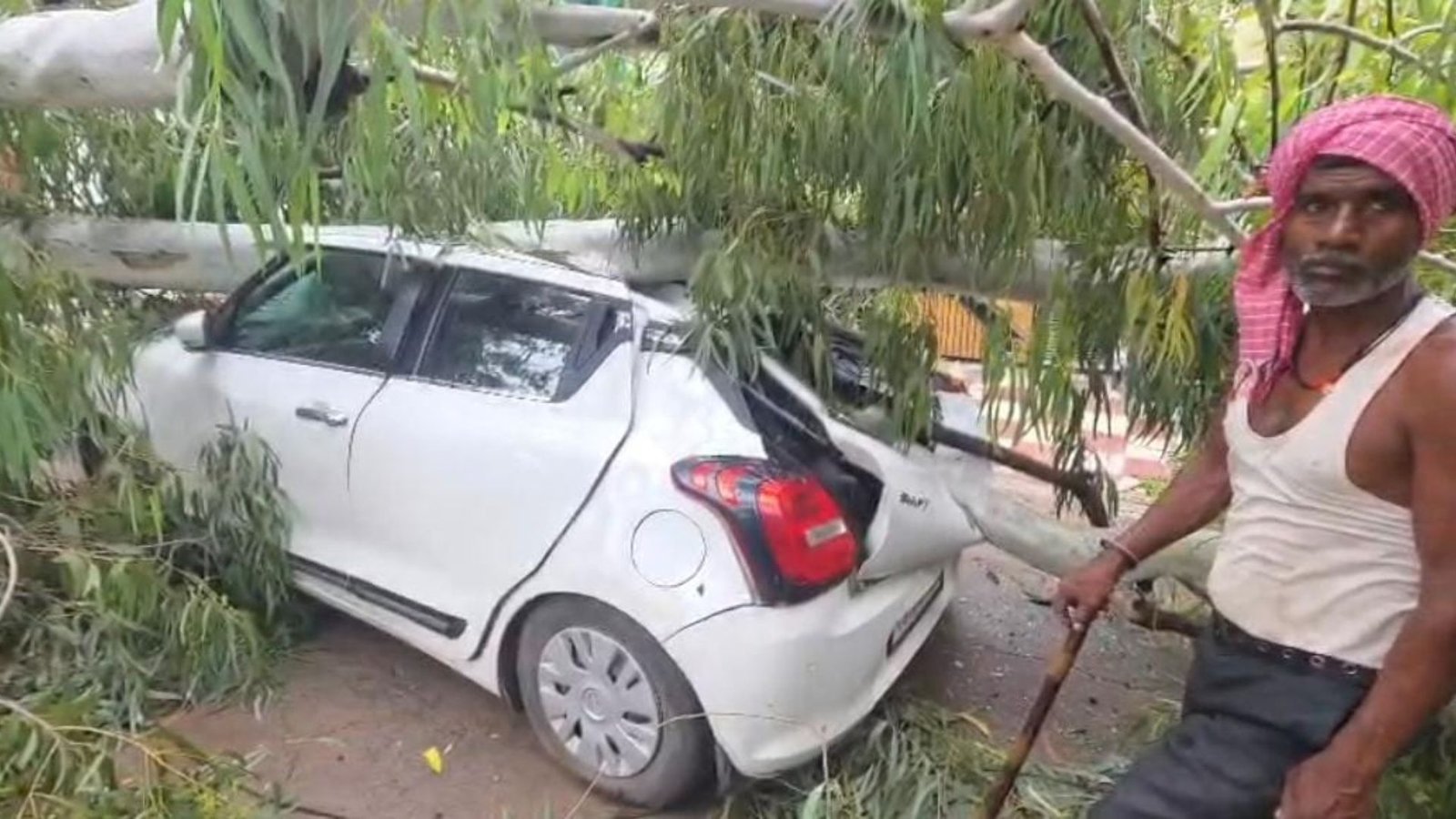 Bilaspur News: बिलासपुर में पेड़ गिरने से मचा हड़कंप, टूटे बिजली के तार और खंभे; शाम तक बहाल हुई बिजली आपूर्ति