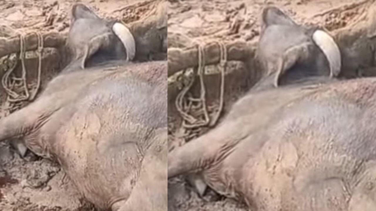 Surajpur News: प्रतापपुर में आक्रामक हाथी का आतंक, ग्रामीणों में दहशत; घर के पास बंधे भैंसे को कुचला