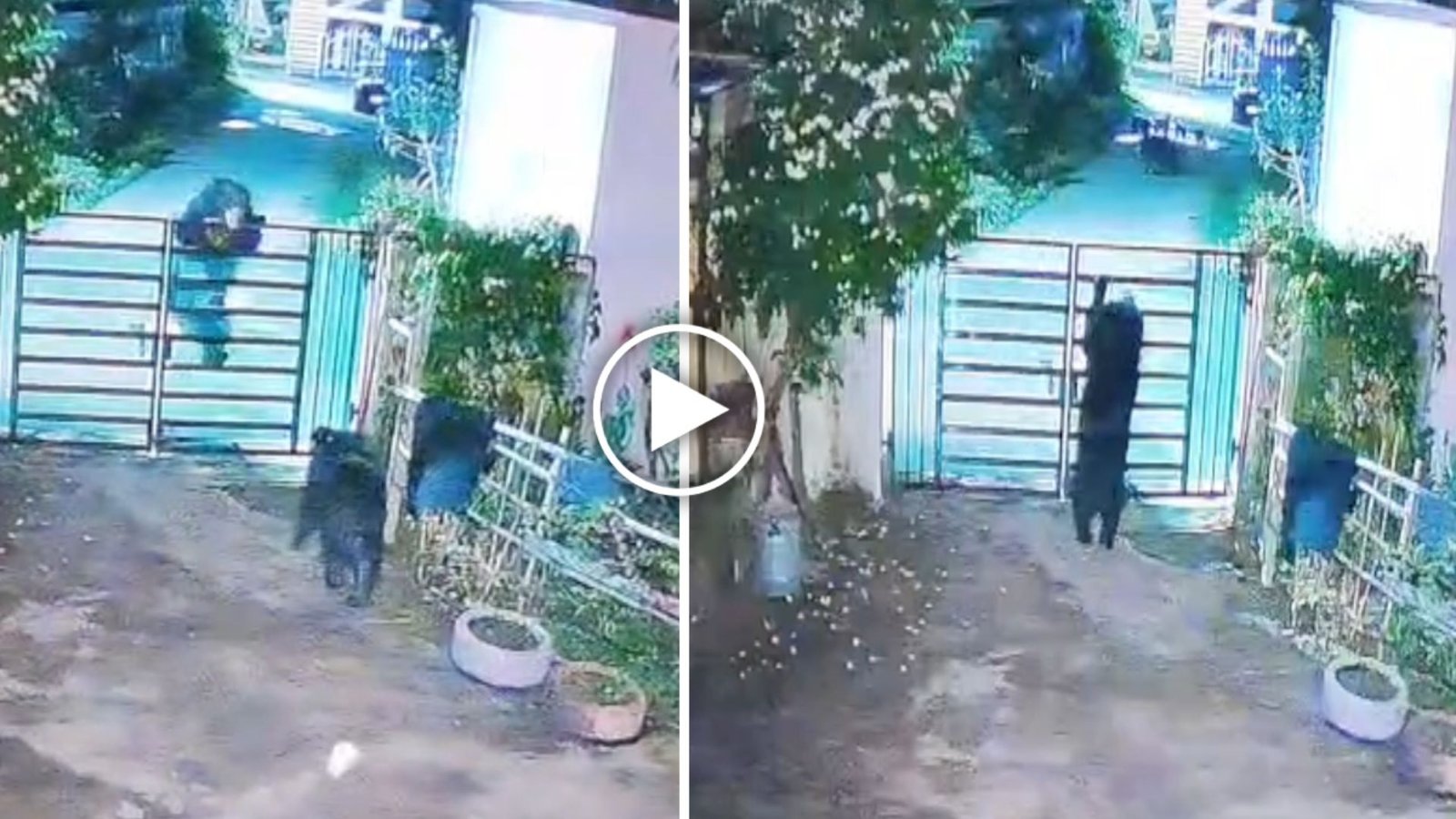Kanker News : भालू के हमले में दो ग्रामीणों की मौत के बाद दहशत, अब घर में घुसते CCTV में कैद हुए दो भालू