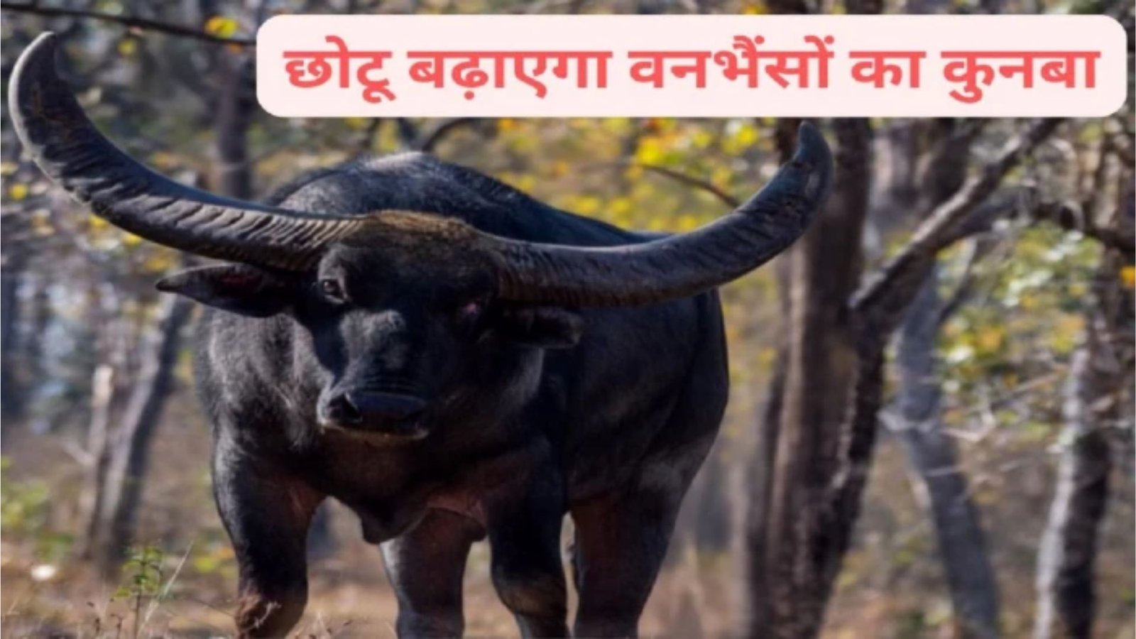 Raipur News : छत्तीसगढ़ के राजकीय पशु के संरक्षण को मिलेगा बढ़ावा, उदंती में ‘छोटू’ के साथ रहेंगी तीन मादा वन भैंसें