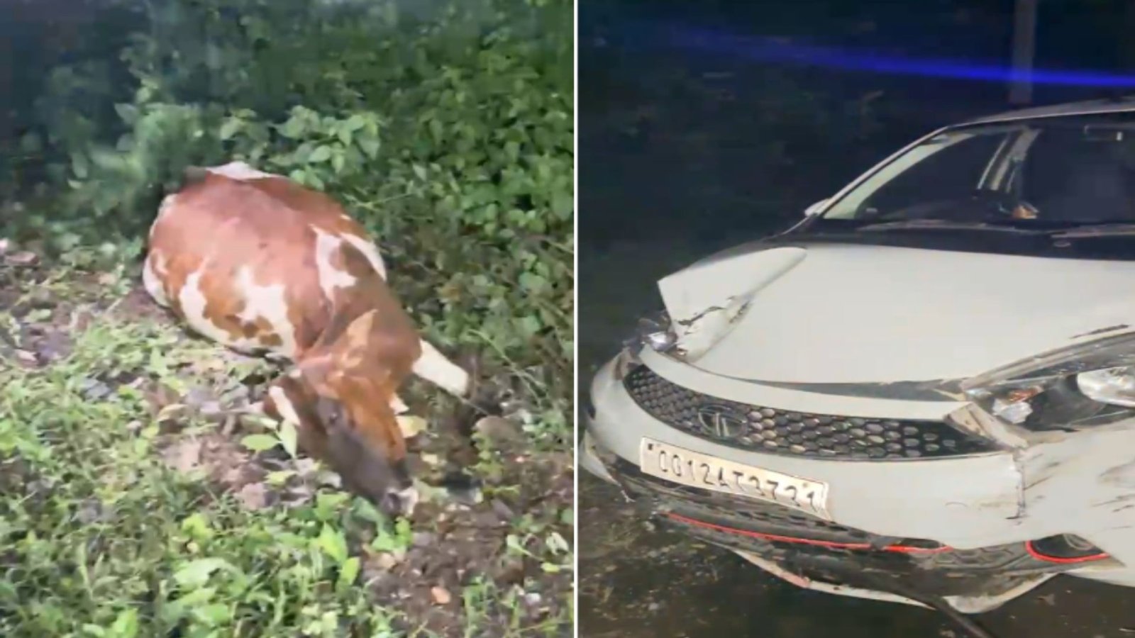 Korba News : कार की टक्कर से 3 मवेशियों की मौत, नशे में वाहन चलाने वाले पर कार्रवाई की मांग