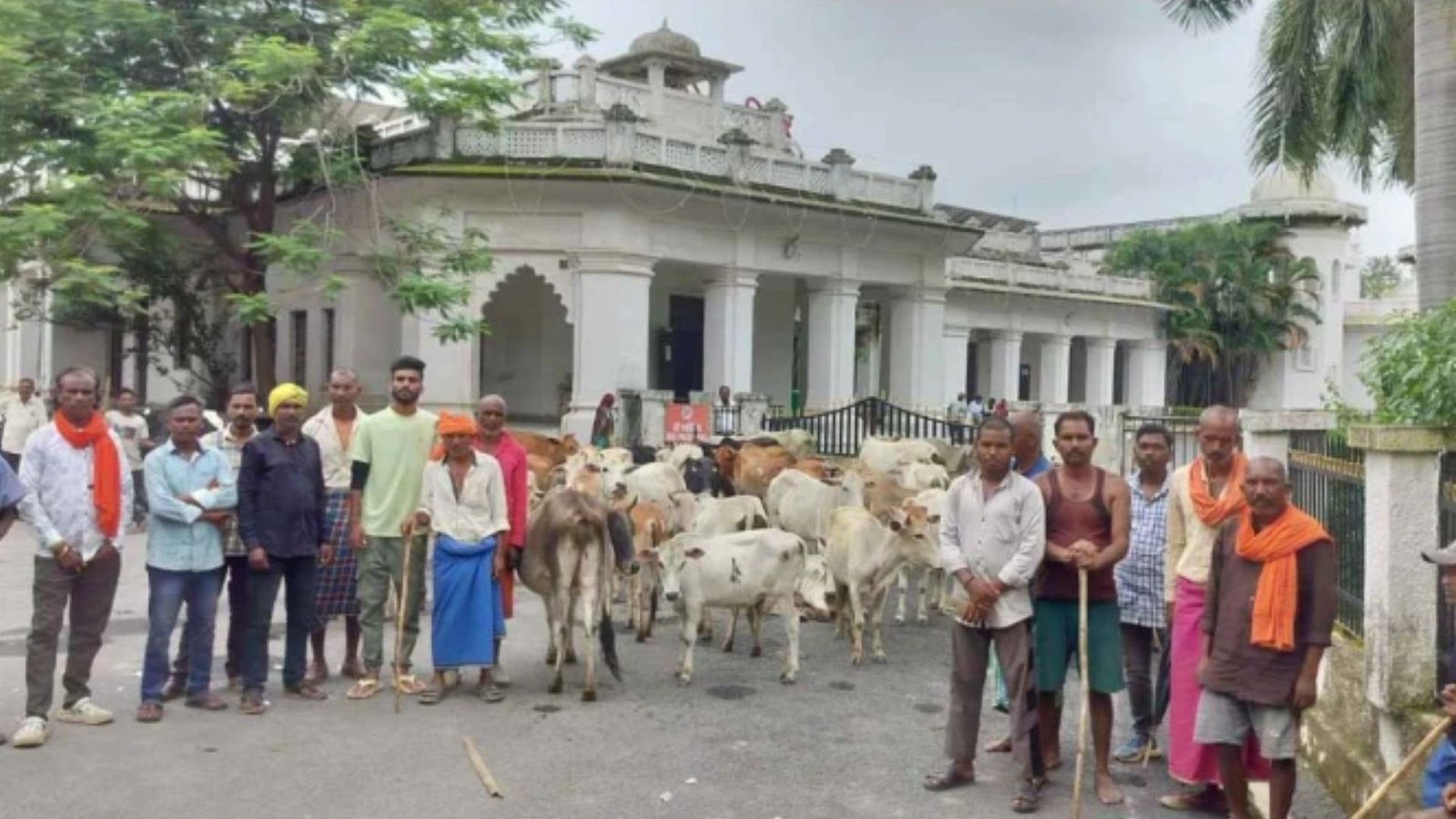 Ambikapur News : कलेक्ट्रेट के बाहर गाय-बैल और किसानों का धरना, बोले- मवेशियों की स्थायी व्यवस्था होने तक नहीं हटेंगे