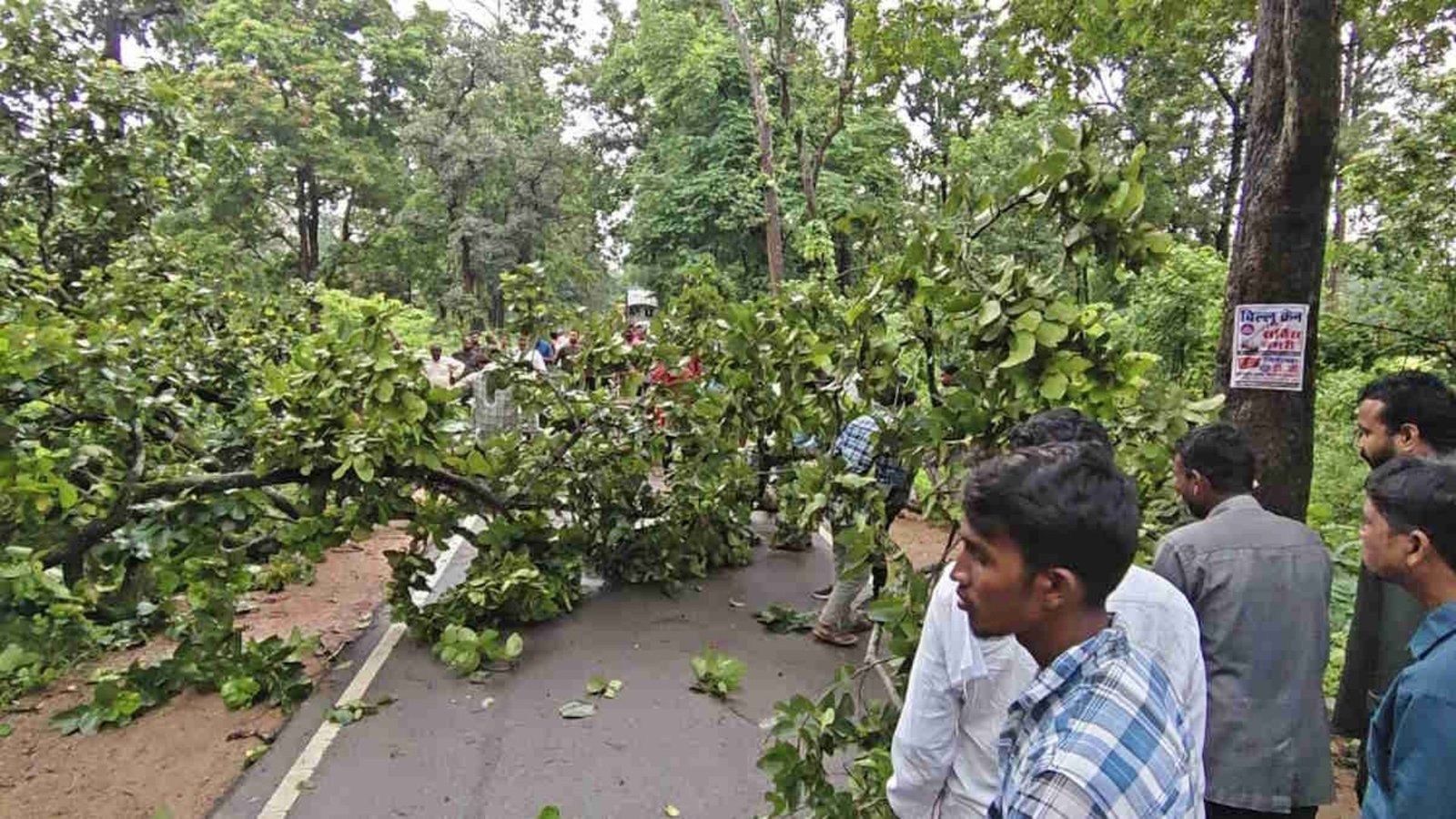 Gariyaband News : NH-130C पर बार-बार जाम से राहगीर परेशान, पेड़ गिरने के बाद वन अमला पहुंचा