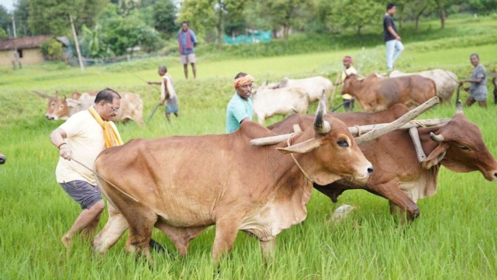 Jashpur News : गृहग्राम बगिया में किसान बने मुख्यमंत्री साय, अन्नदाताओं की खुशहाली की कामना की