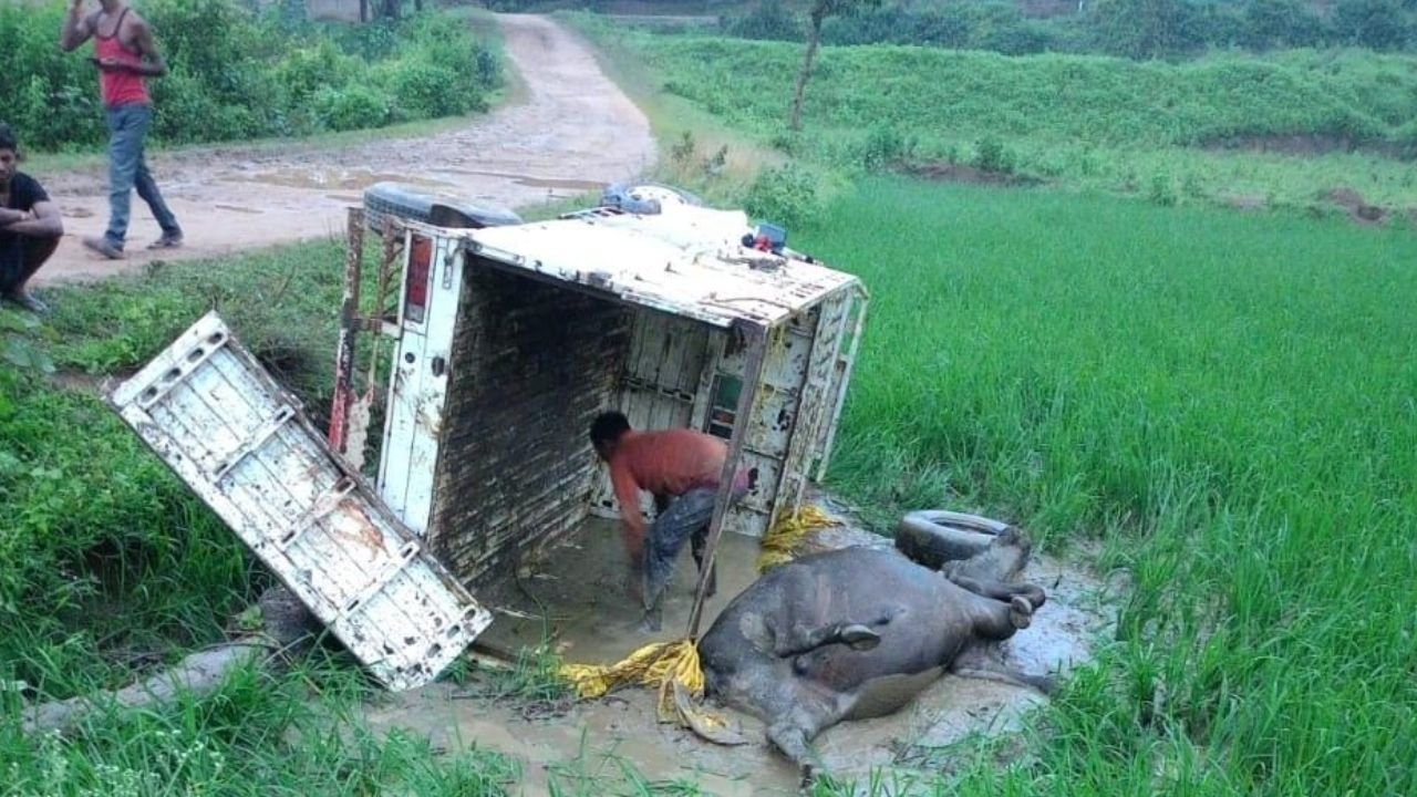 Balrampur News: आधी रात भैंसों से भरी पिकअप खेत में पलटी, एक की मौत; चालक फरार, पशु परिवहन को लेकर उठे सवाल