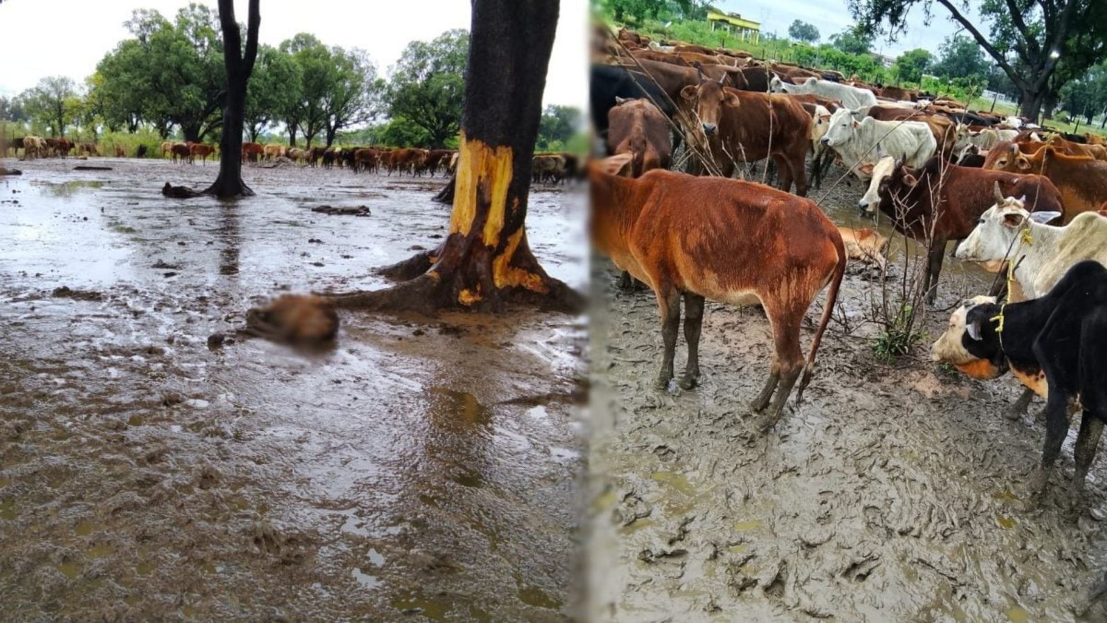 Bilaspur News: बारिश से गौठान में फैला कीचड़, मवेशियों की मौत के बाद व्यवस्थाओं को लेकर ग्रामीणों ने उठाए सवाल