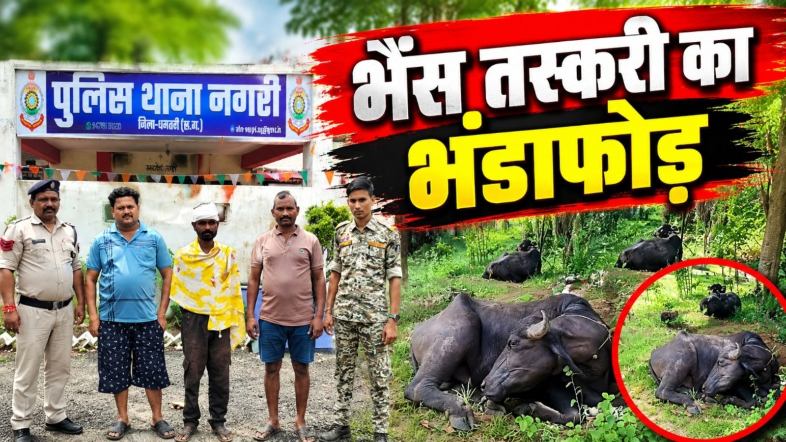 Dhamtari News : पिकअप पलटने के बाद खुला भैंस तस्करी का राज, 5 मवेशी बरामद और तीन आरोपी गिरफ्तार