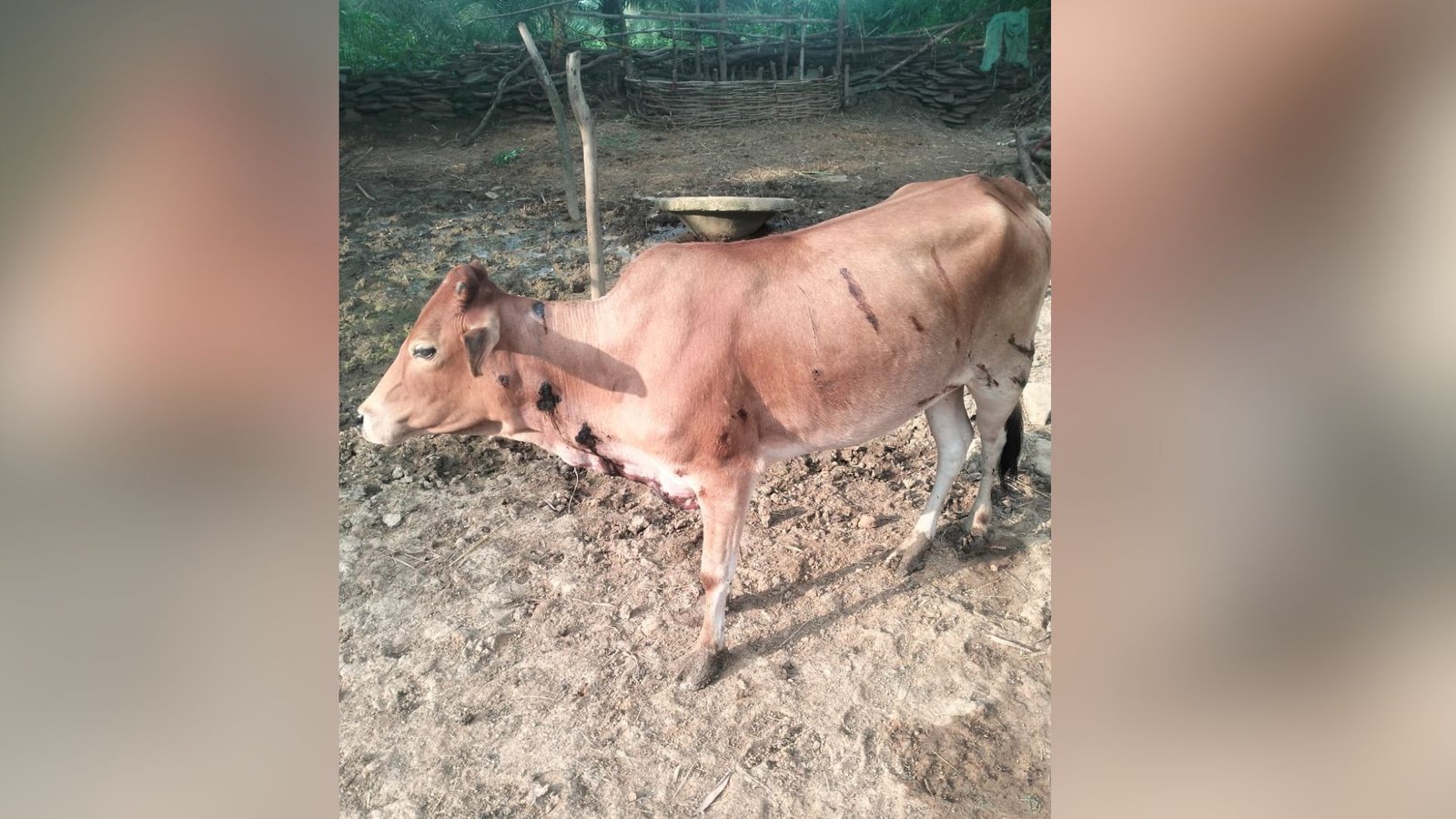 Bastar News: मधोता जंगल में बाघ ने गाय पर किया हमला, ग्रामीणों में बढ़ी चिंता; लगातार घटनाओं से दहशत