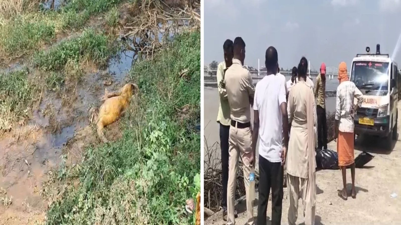 Rajim News : पैरी नदी में दो शव मिलने से सनसनी, अब तक नहीं हो सकी दोनों की पहचान