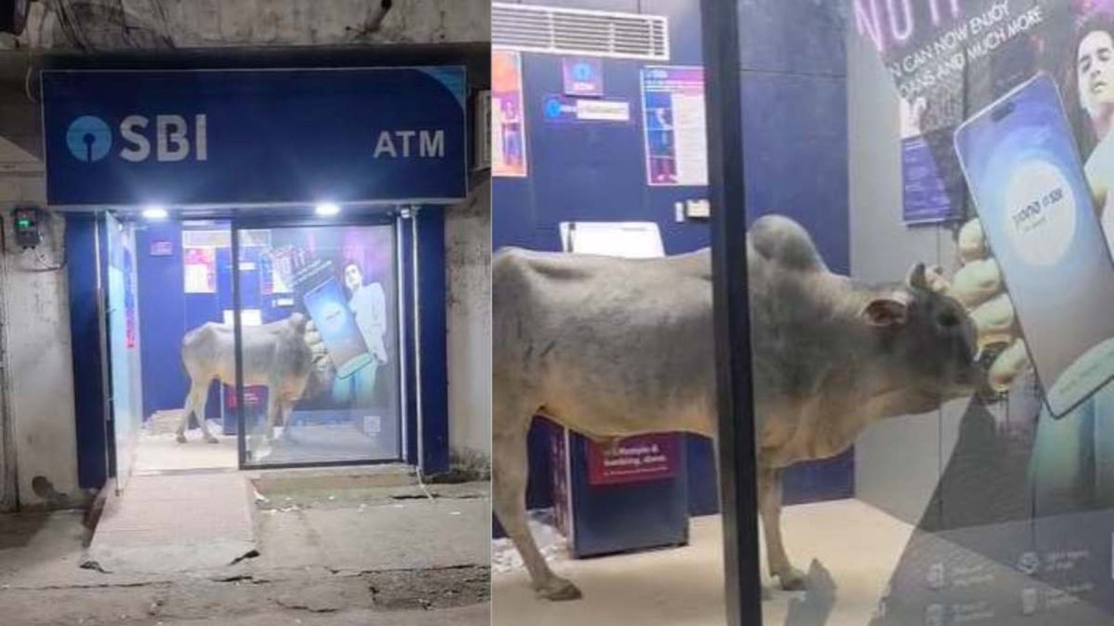Raipur News : जहां पहले तैनात रहते थे गार्ड, वहां ATM में सांड का कब्जा, वीडियो वायरल